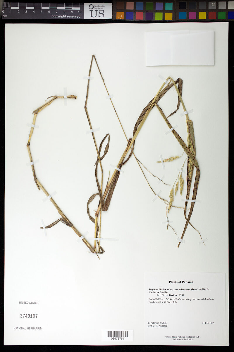 Sorghum bicolor subsp. arundinaceum (Wild Sorghum) — photo