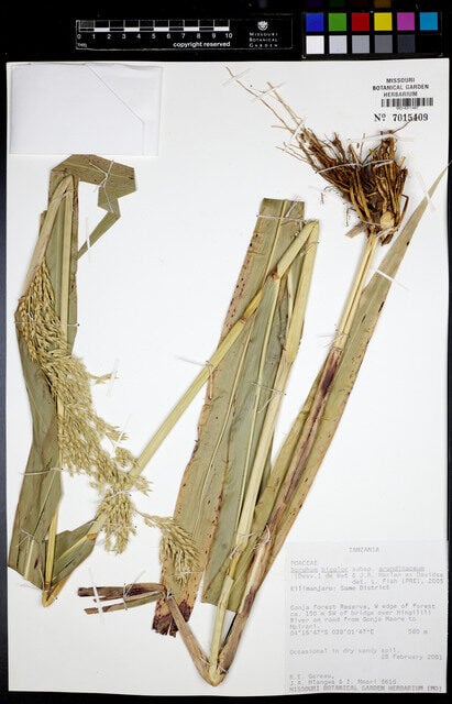 Sorghum bicolor subsp. arundinaceum