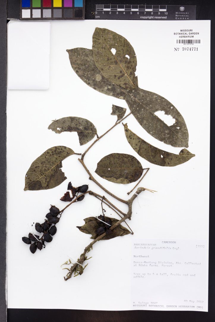 Sorindeia grandifolia