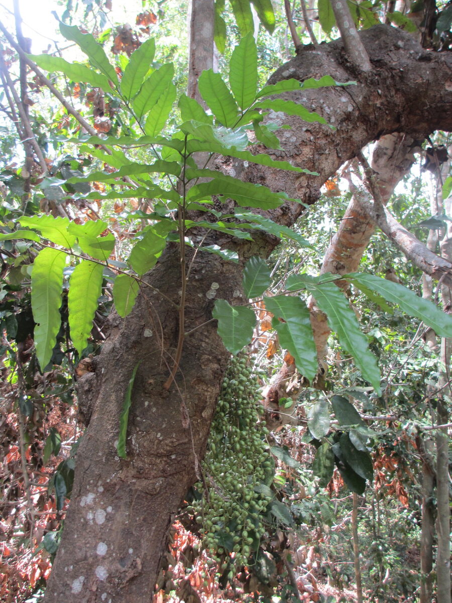 Sorindeia juglandifolia (Sorindeia) — photo