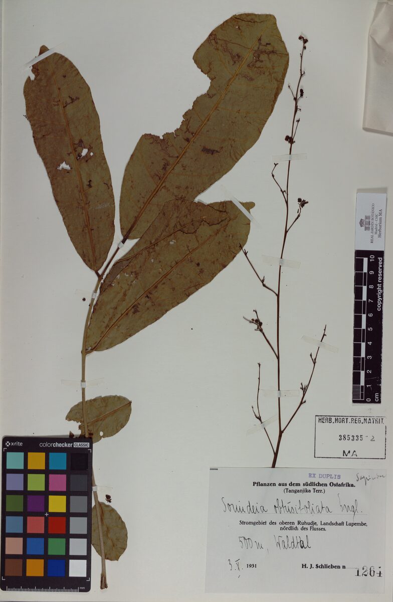Sorindeia obtusifoliolata — photo