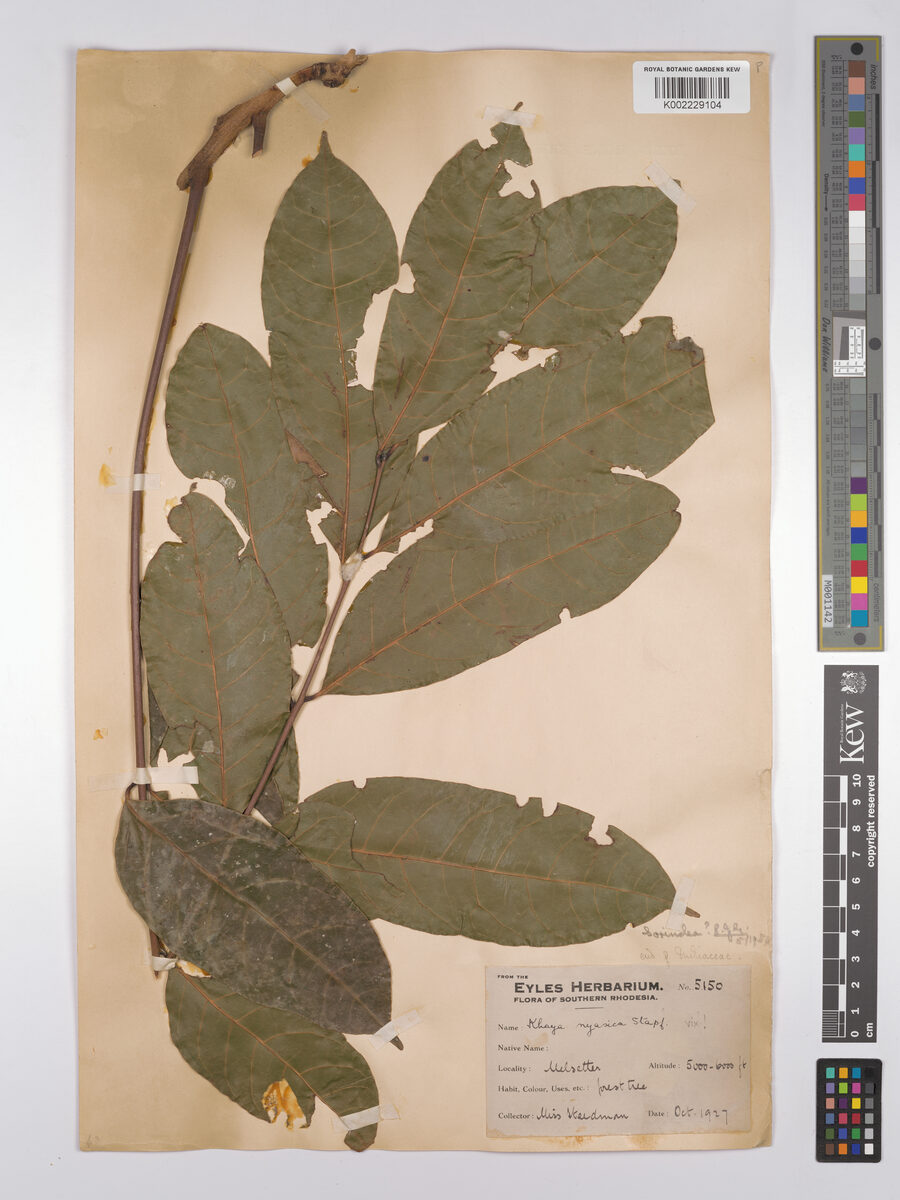 Sorindeia obtusifoliolata — photo