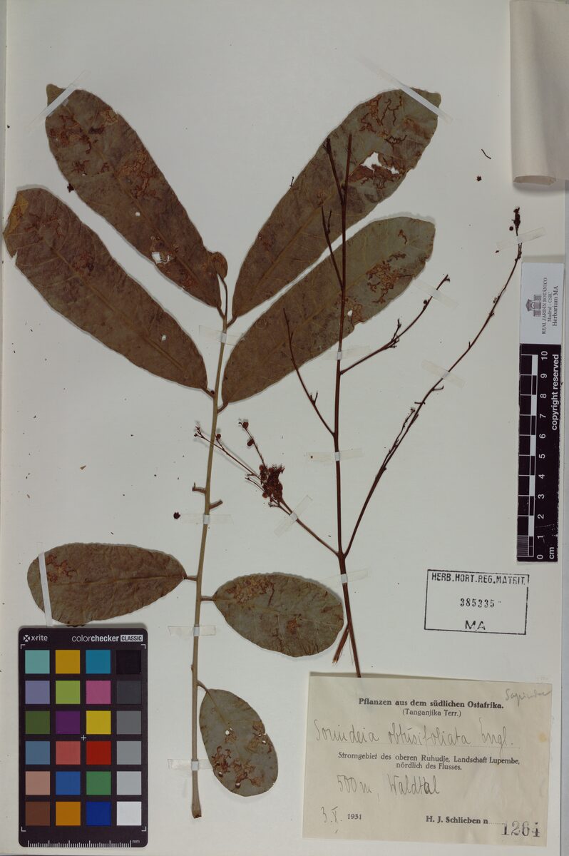 Sorindeia obtusifoliolata