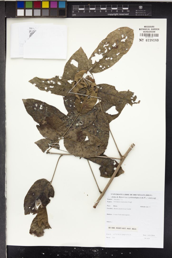 Sorindeia warneckei