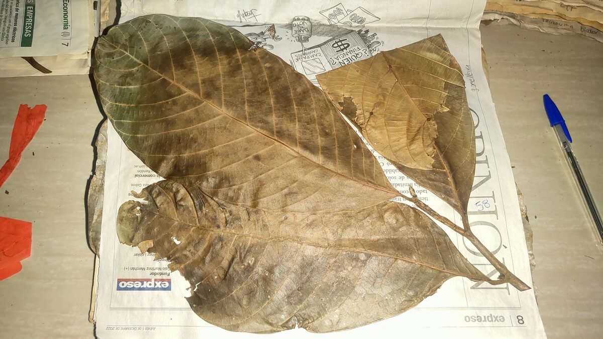 Sorocea muriculata