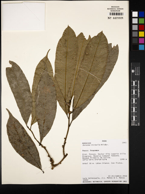 Sorocea pubivena subsp. hirtella (Hairy pubescent sorocea) — photo