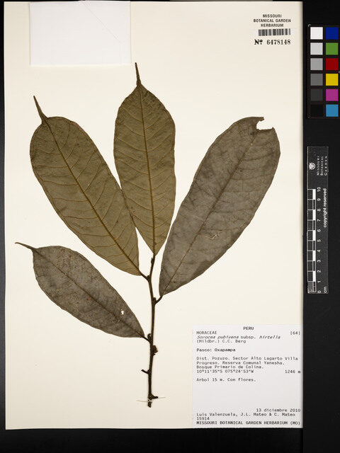 Sorocea pubivena subsp. hirtella (Hairy pubescent sorocea) — photo