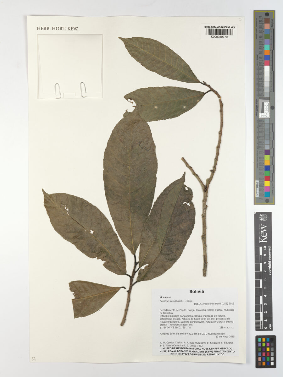 Sorocea pubivena subsp. hirtella