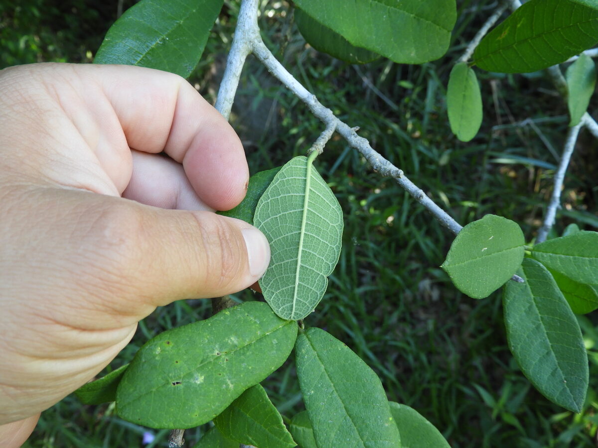 Sorocea sprucei subsp. saxicola — photo