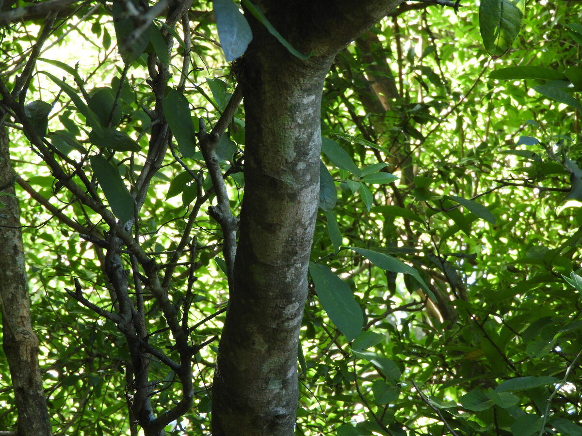Sorocea sprucei subsp. saxicola — photo