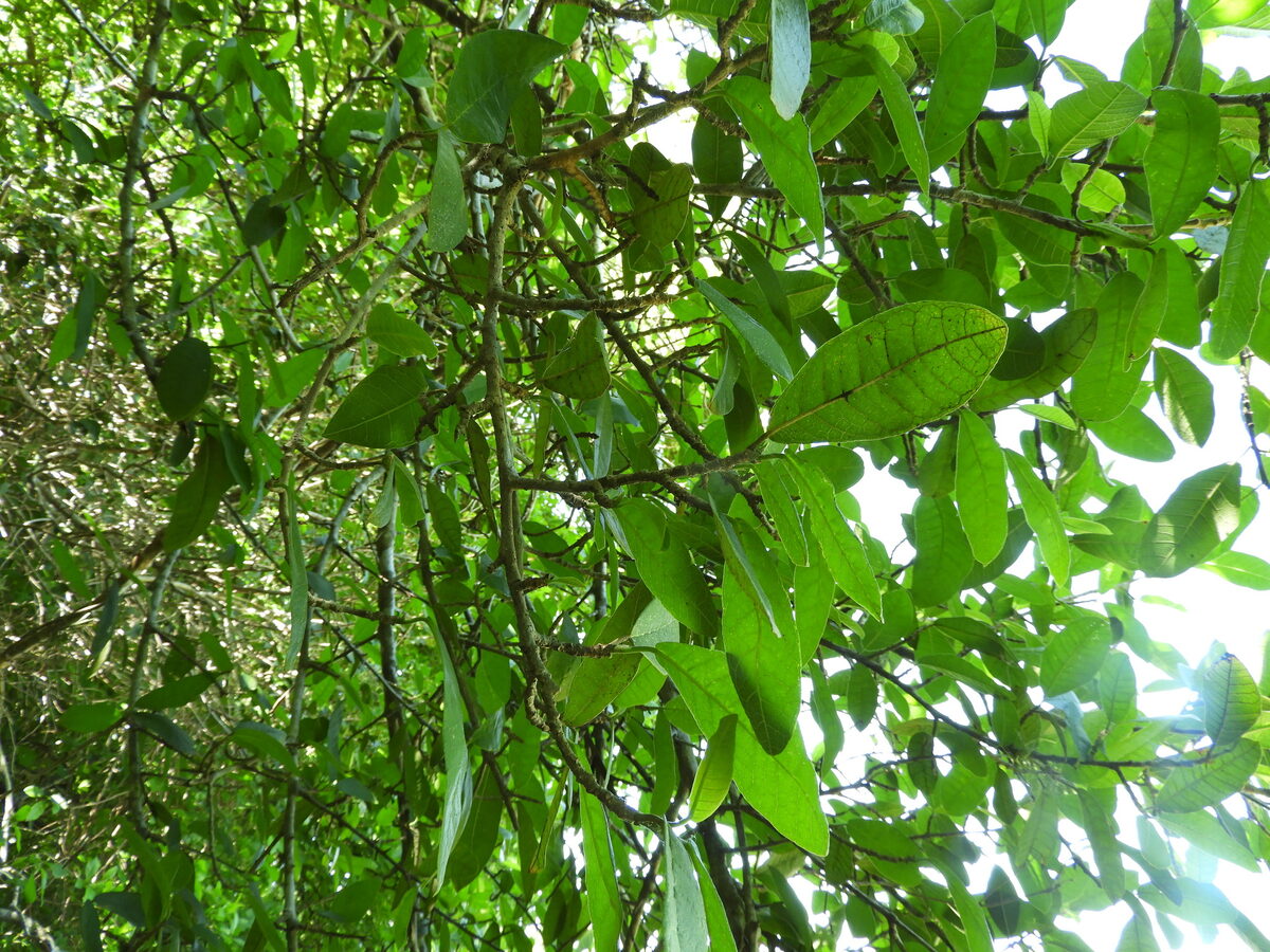 Sorocea sprucei subsp. saxicola