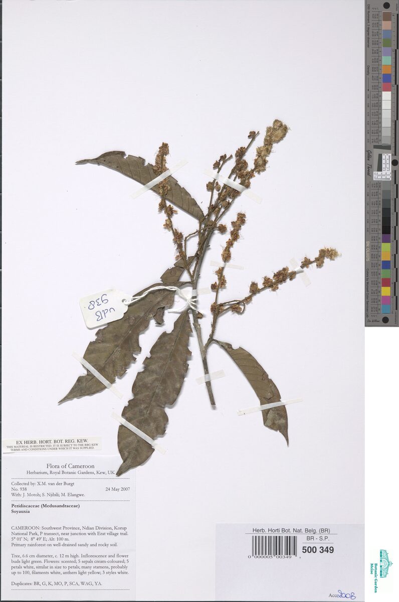 Peridiscaceae