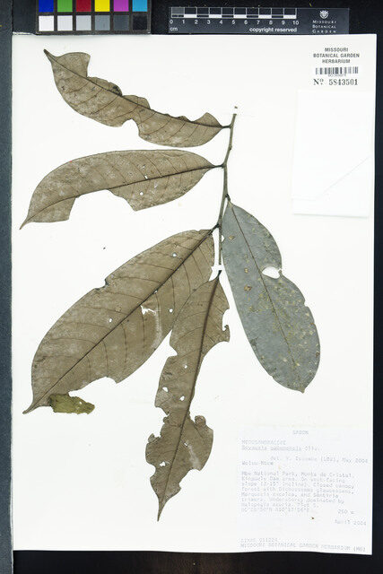 Soyauxia gabonensis — photo