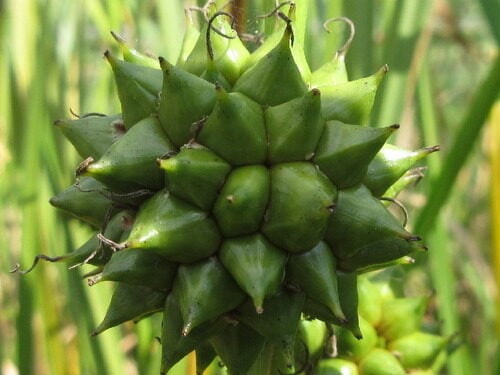 Sparganium stoloniferum — photo