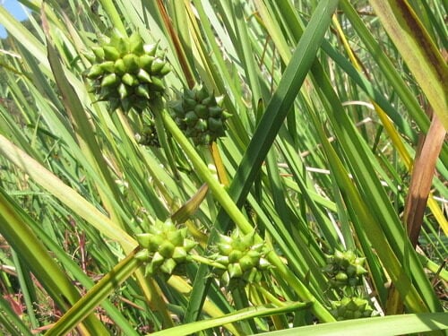 Sparganium stoloniferum