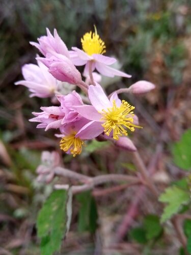 Sparrmannia discolor (Tsivolo) — photo