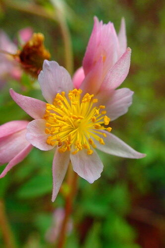 Sparrmannia discolor (Tsivolo) — photo