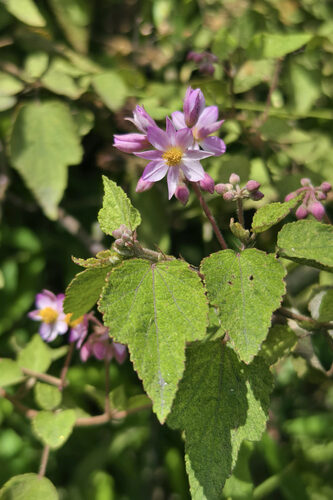 Sparrmannia discolor