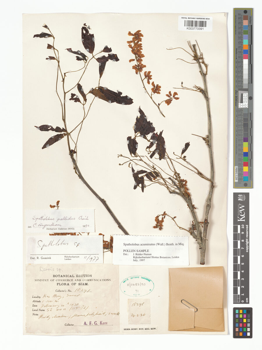 Spatholobus acuminatus — photo