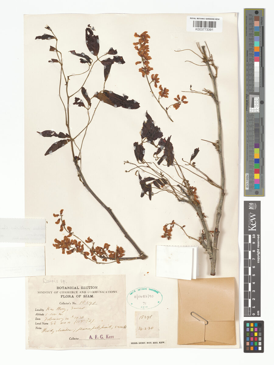 Spatholobus acuminatus — photo