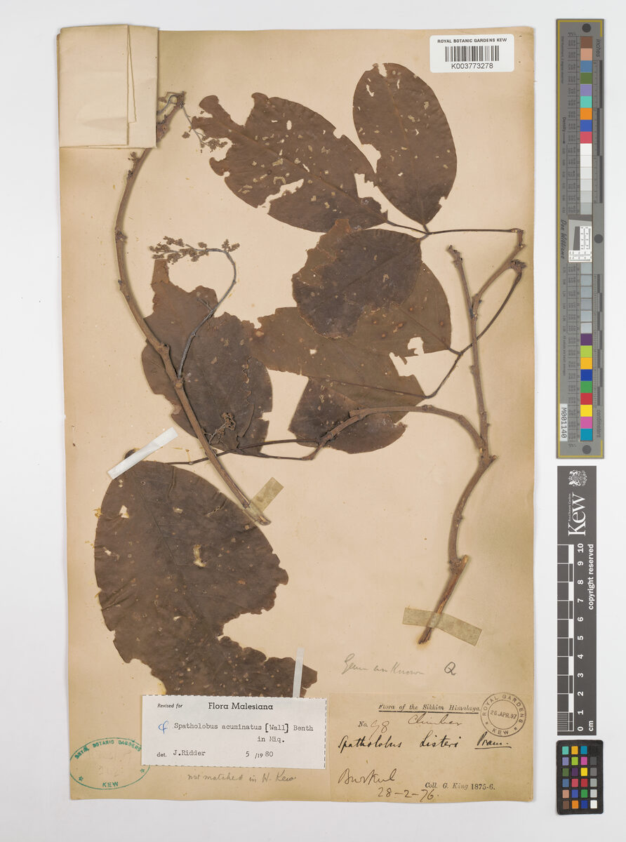 Spatholobus acuminatus
