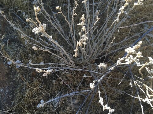 Sphaeralcea ambigua (Apricot Mallow) — photo