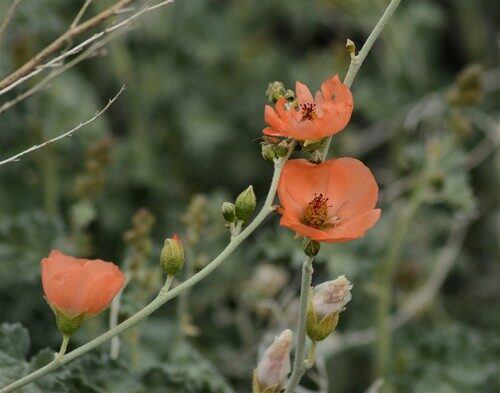 Sphaeralcea ambigua (Apricot Mallow) — photo