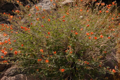 Sphaeralcea ambigua
