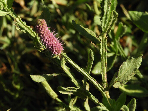 Sphaeranthus ukambensis