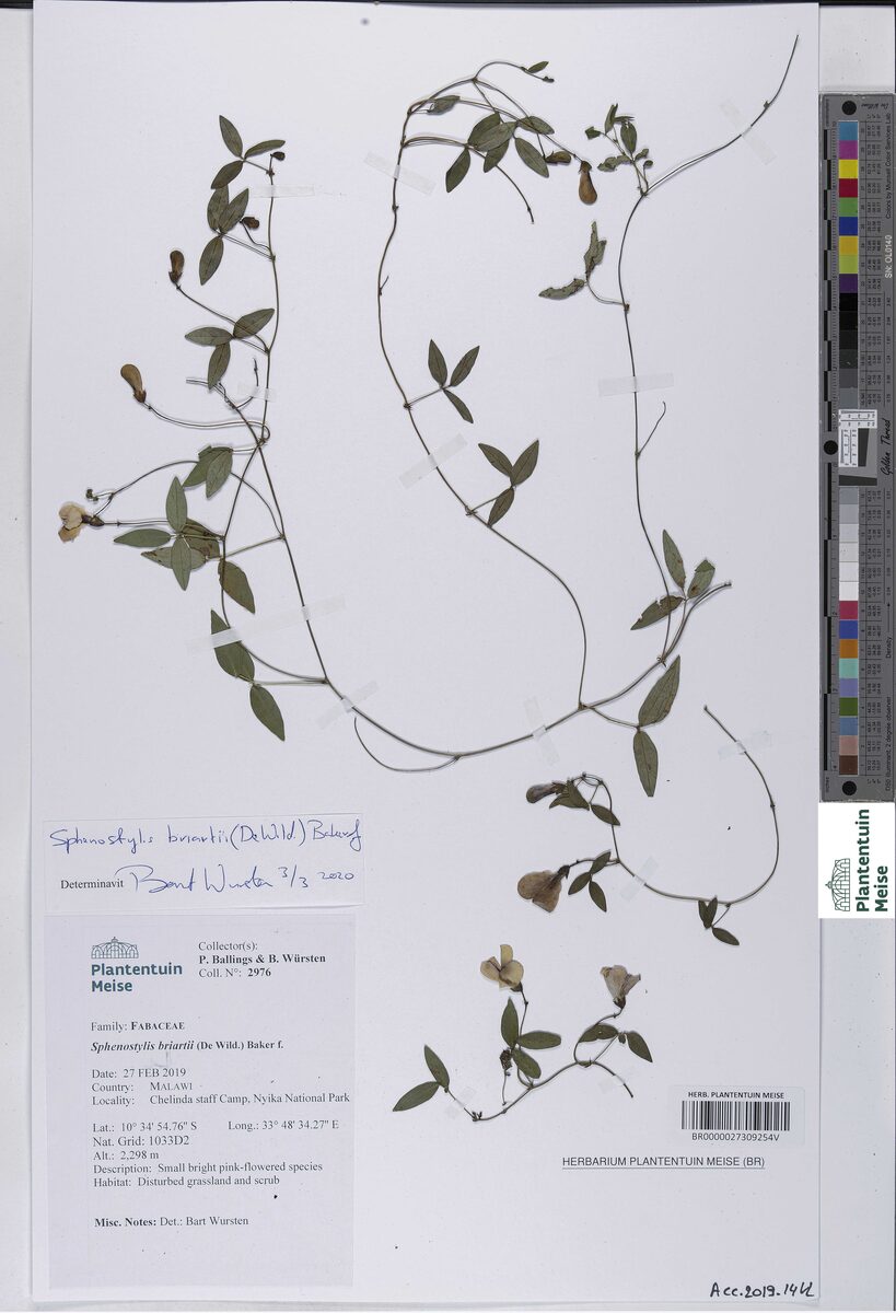 Sphenostylis briartii