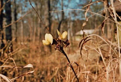 Sphenostylis stenocarpa (African yam bean) — photo