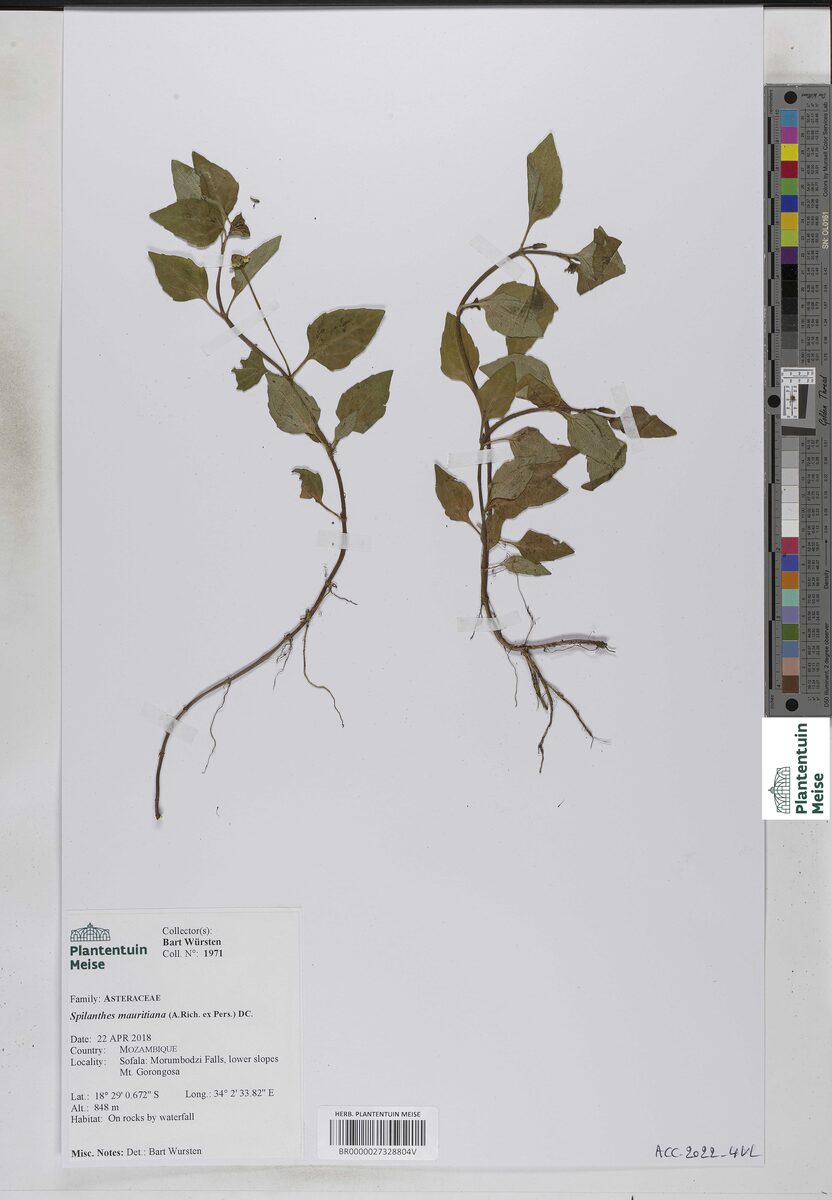 Spilanthes mauritiana (Brazil cress) — photo