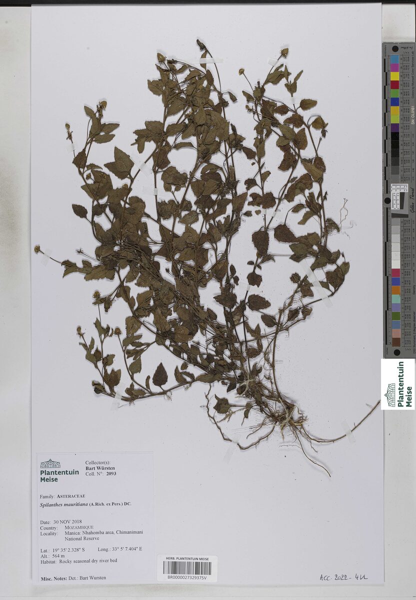 Spilanthes mauritiana (Brazil cress) — photo