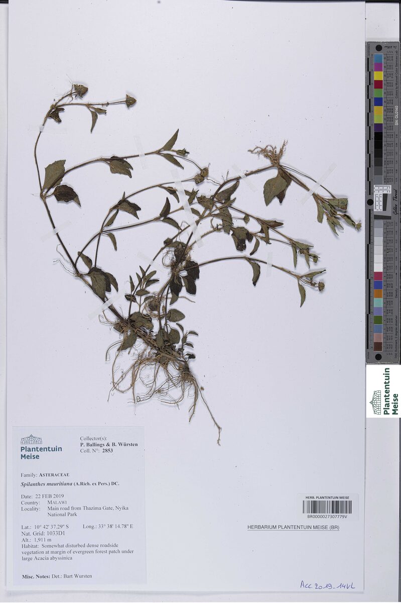 Spilanthes mauritiana