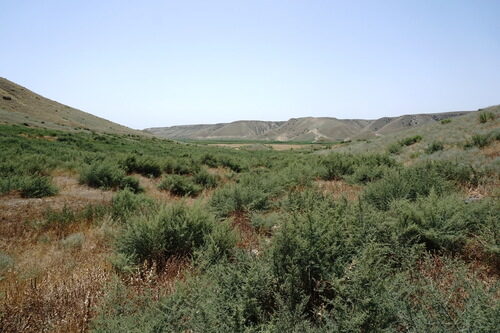 Spinacia tetrandra
