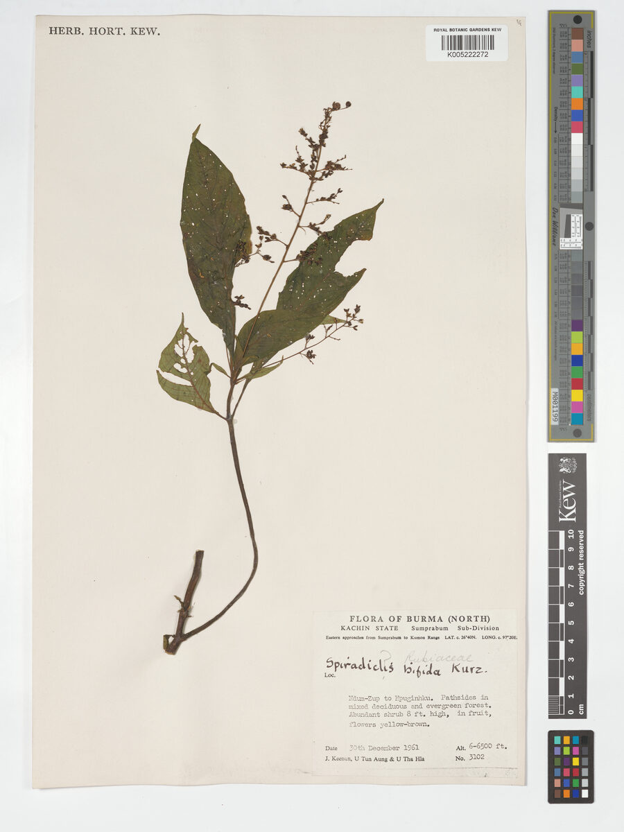 Spiradiclis bifida
