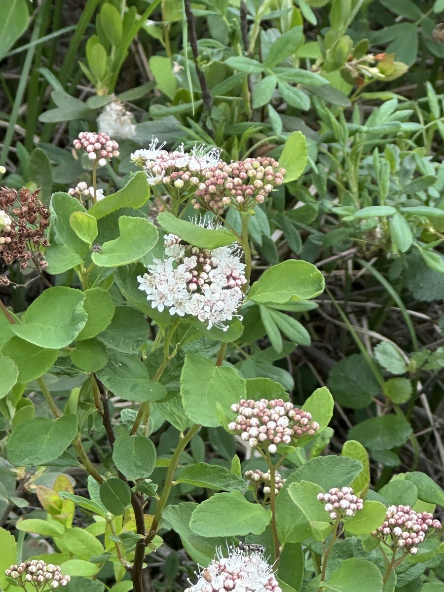 Spiraea betulifolia var. aemiliana (Alaska spiraea) — photo
