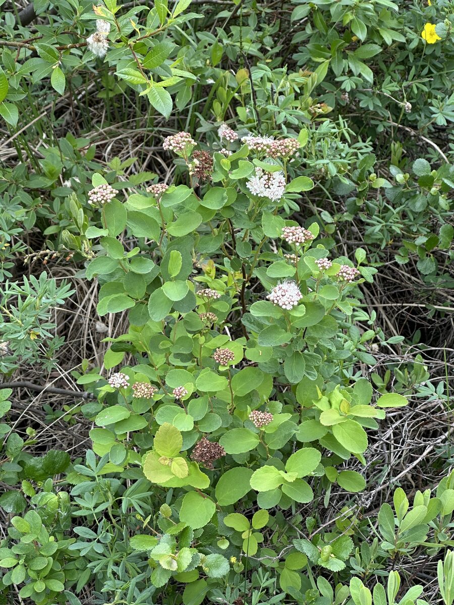 Spiraea betulifolia var. aemiliana (Alaska spiraea) — photo