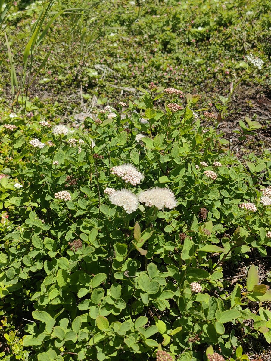 Spiraea betulifolia var. aemiliana