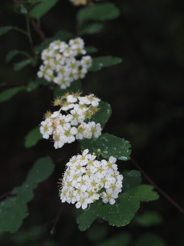 Spiraea blumei