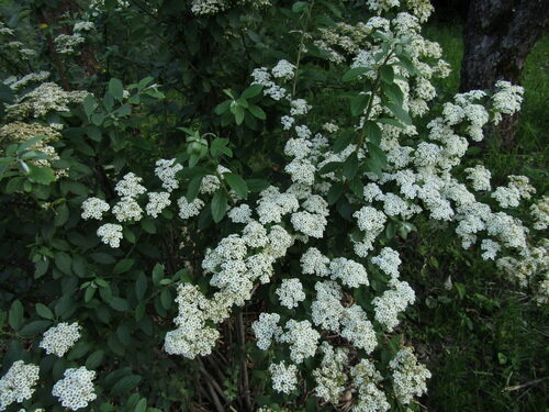Spiraea henryi — photo