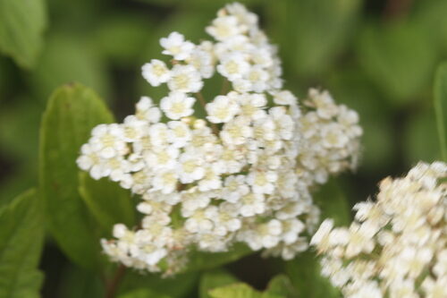 Spiraea henryi
