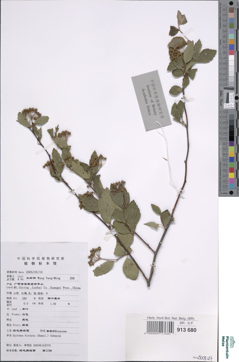 Spiraea hirsuta - (Hemsl.)Schneid. — photo