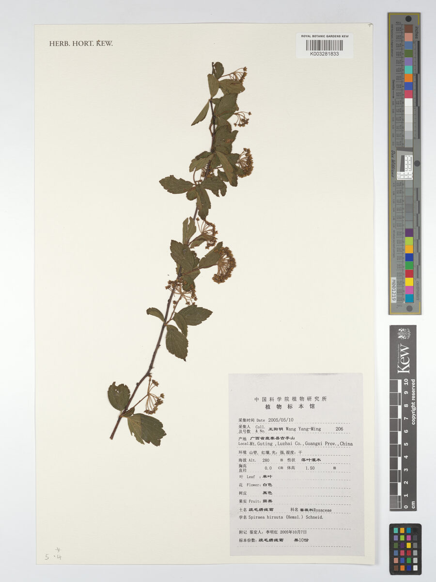Spiraea hirsuta - (Hemsl.)Schneid. — photo