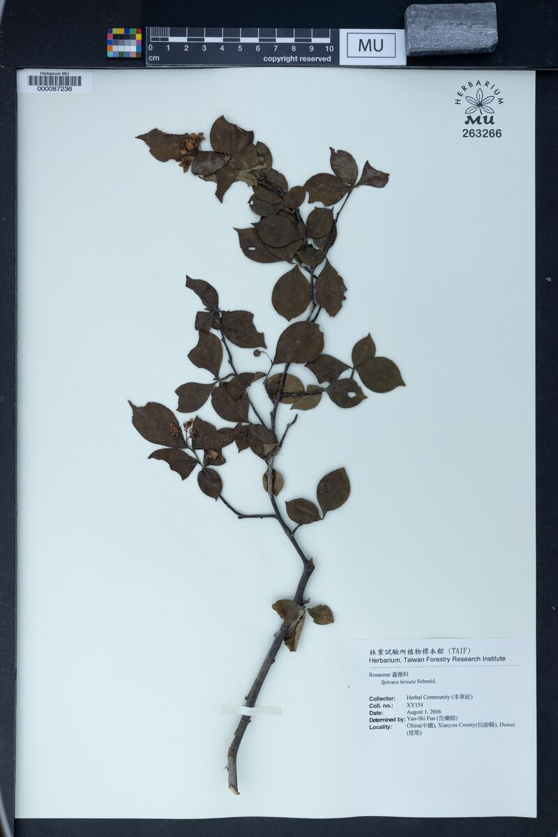 Spiraea hirsuta - (Hemsl.)Schneid.