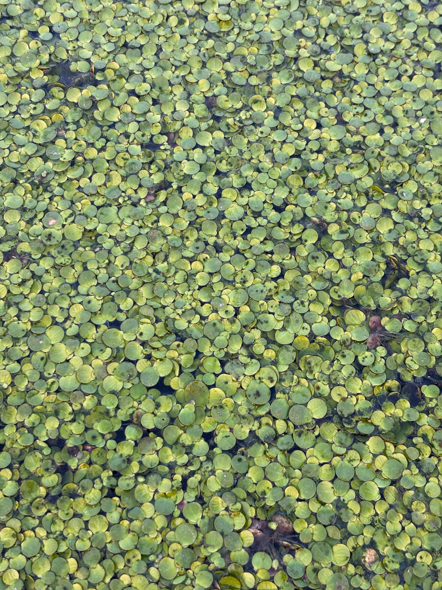 Spirodela polyrrhiza - (L.)Schleid. (Great Duckweed) — photo