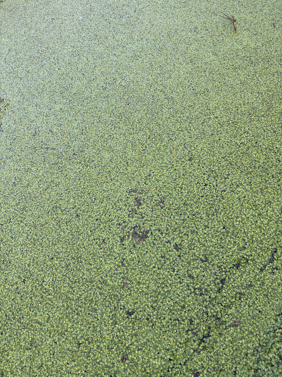 Spirodela polyrrhiza - (L.)Schleid.