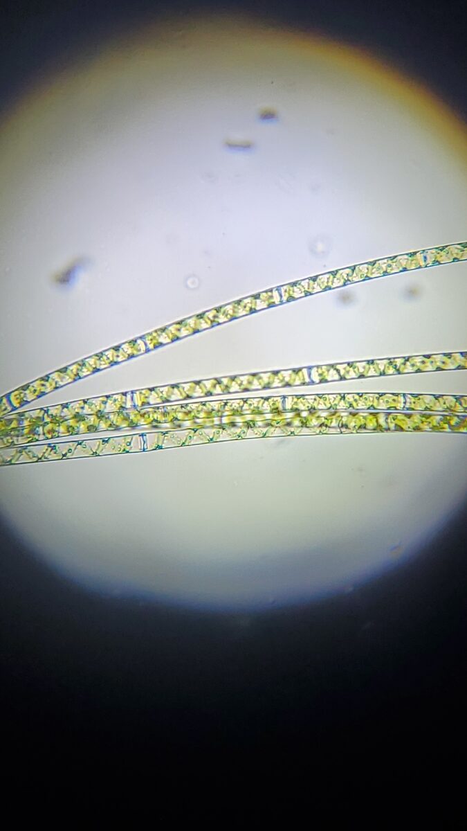 Spirogyra spp. (Spirogyra) — photo
