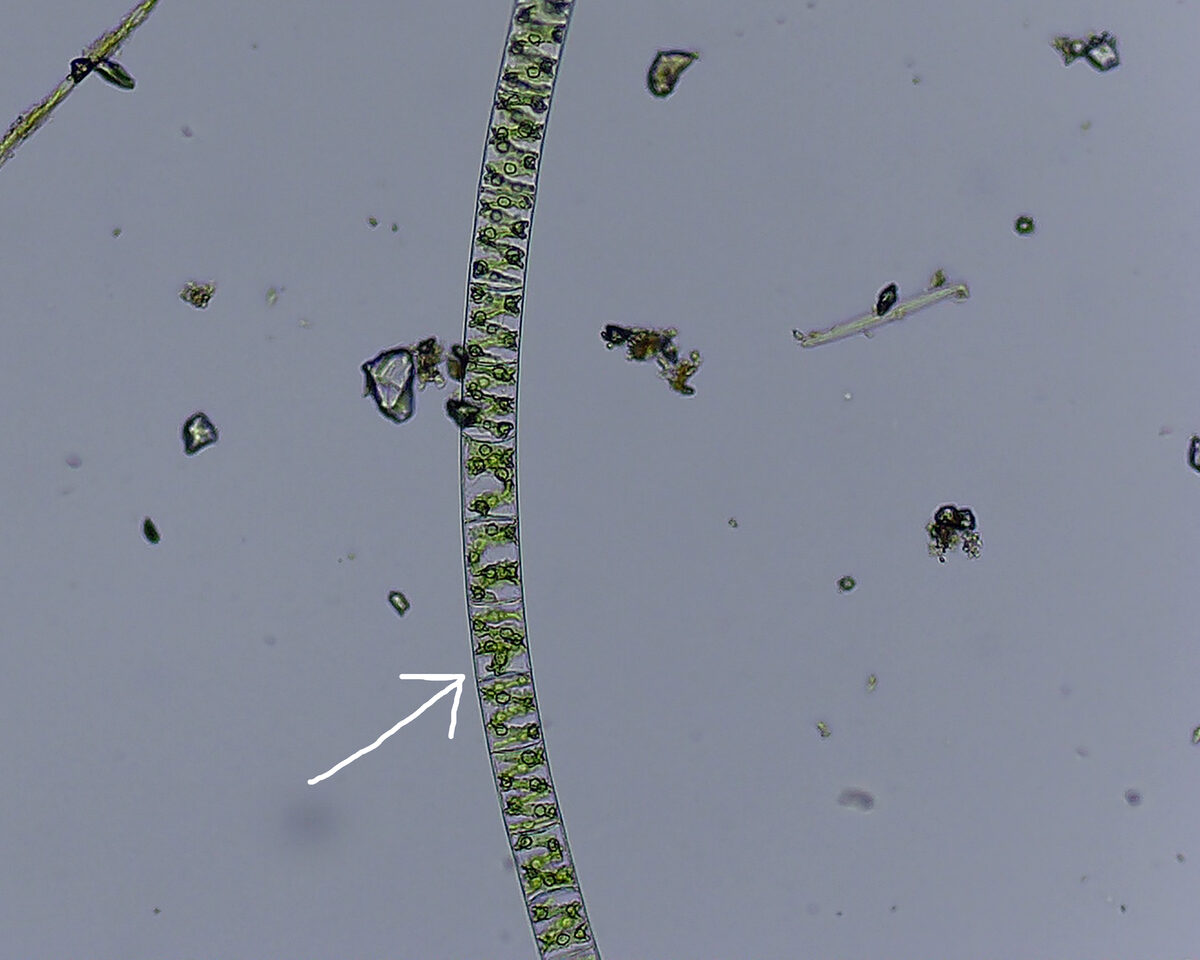 Spirogyra spp. (Spirogyra) — photo