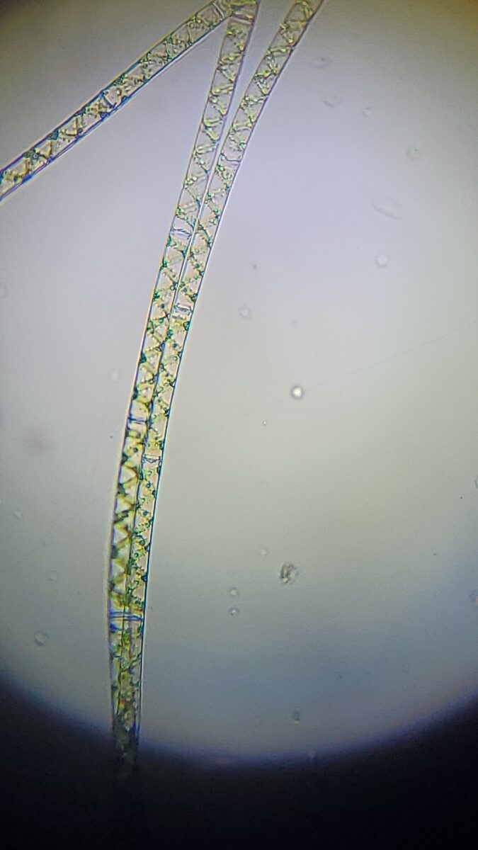 Zygnemataceae